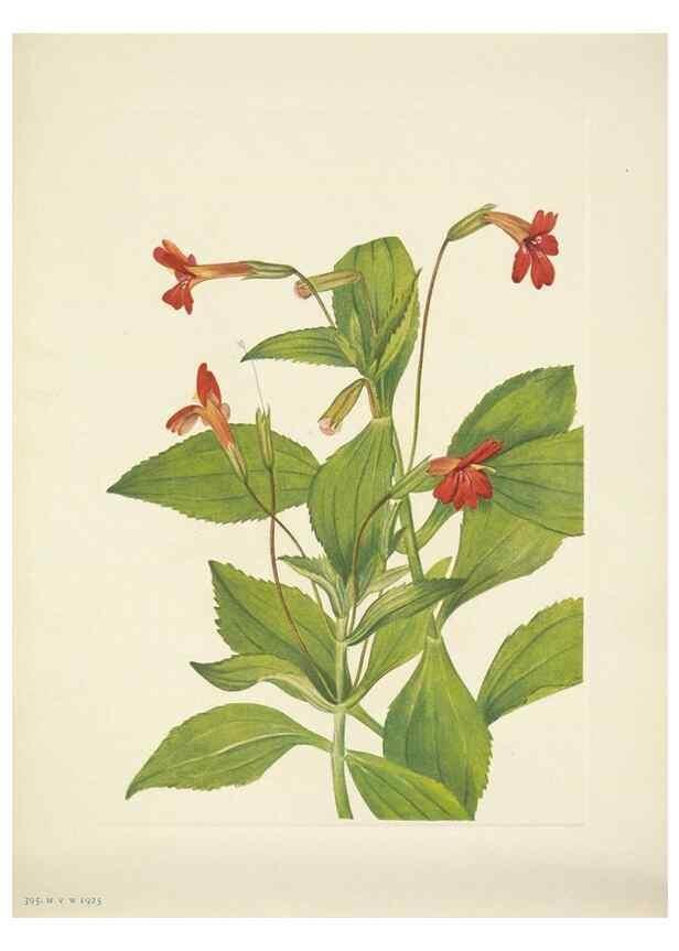 Reproducción/Reproduction 46919205811: North American wild flowers. Washington, D.C. :Smithsonian Institution,1925.. 