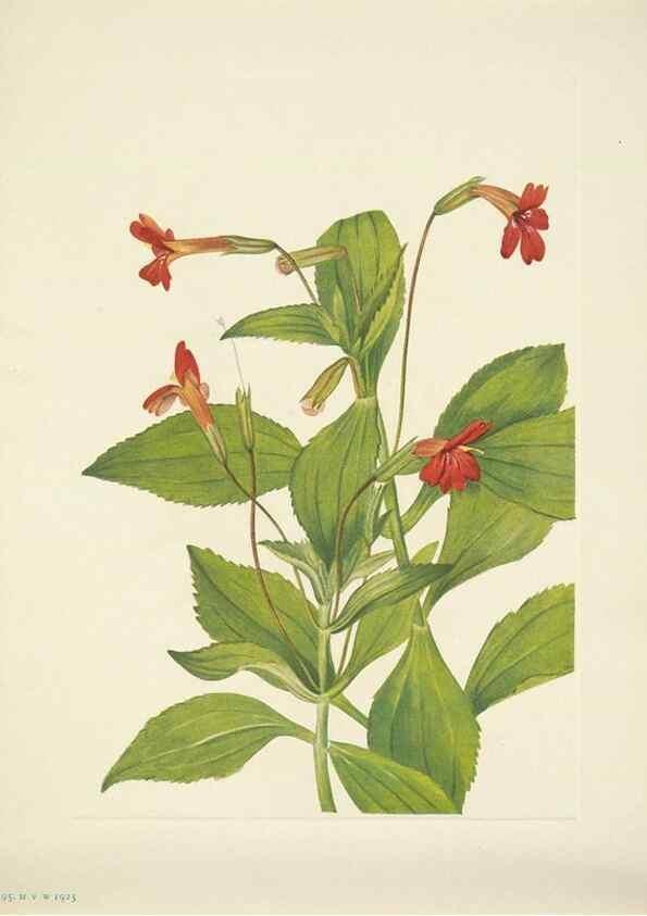 Reproducción/Reproduction 46919205811: North American wild flowers. Washington, D.C. :Smithsonian Institution,1925.. 
