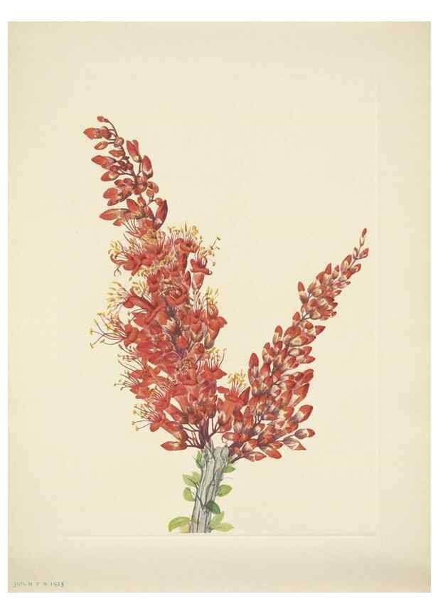 Reproducción/Reproduction 46194367054: North American wild flowers. Washington, D.C. :Smithsonian Institution,1925.. 
