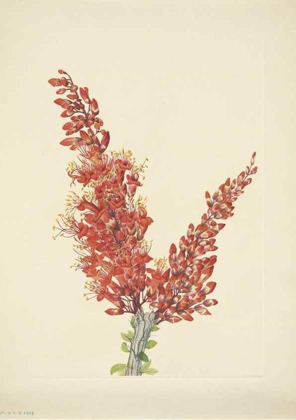Reproducción/Reproduction 46194367054: North American wild flowers. Washington, D.C. :Smithsonian Institution,1925.. 