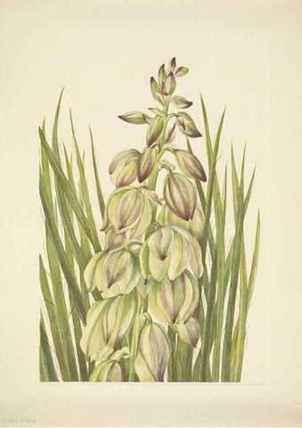 Reproducción/Reproduction 46004841965: North American wild flowers. Washington, D.C. :Smithsonian Institution,1925.. 