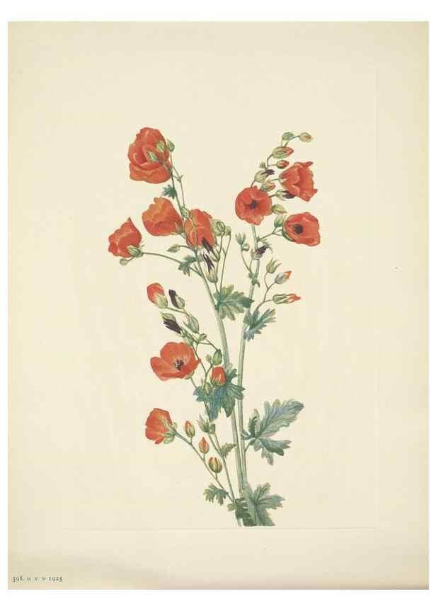 Reproducción/Reproduction 33043871308: North American wild flowers. Washington, D.C. :Smithsonian Institution,1925.. 