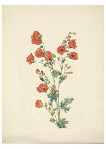 Reproducción/Reproduction 33043871308: North American wild flowers. Washington, D.C. :Smithsonian Institution,1925.. 