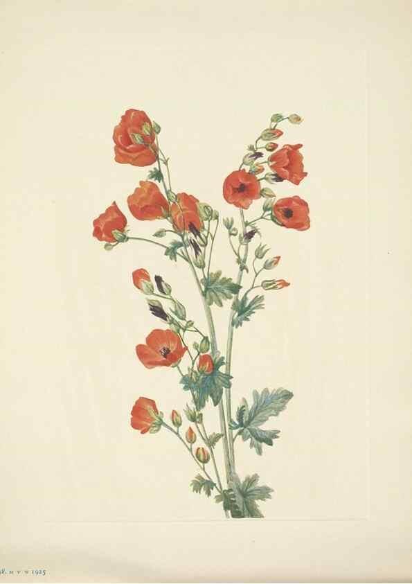 Reproducción/Reproduction 33043871308: North American wild flowers. Washington, D.C. :Smithsonian Institution,1925.. 