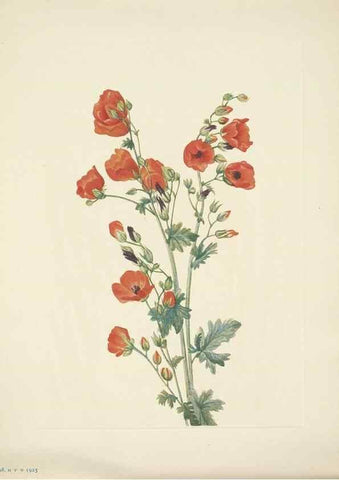 Reproducción/Reproduction 33043871308: North American wild flowers. Washington, D.C. :Smithsonian Institution,1925.. 