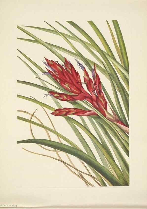 Reproducción/Reproduction 46004845065: North American wild flowers. Washington, D.C. :Smithsonian Institution,1925.. 