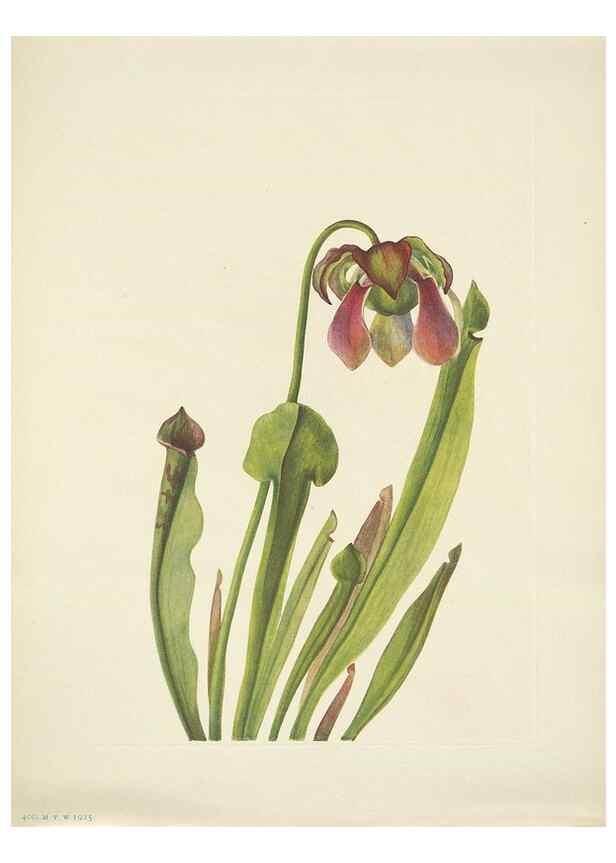 Reproducción/Reproduction 46867071372: North American wild flowers. Washington, D.C. :Smithsonian Institution,1925.. 