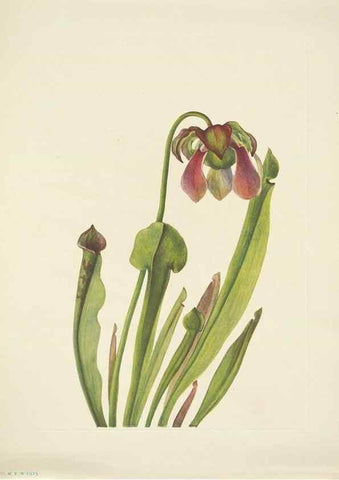 Reproducción/Reproduction 46867071372: North American wild flowers. Washington, D.C. :Smithsonian Institution,1925.. 
