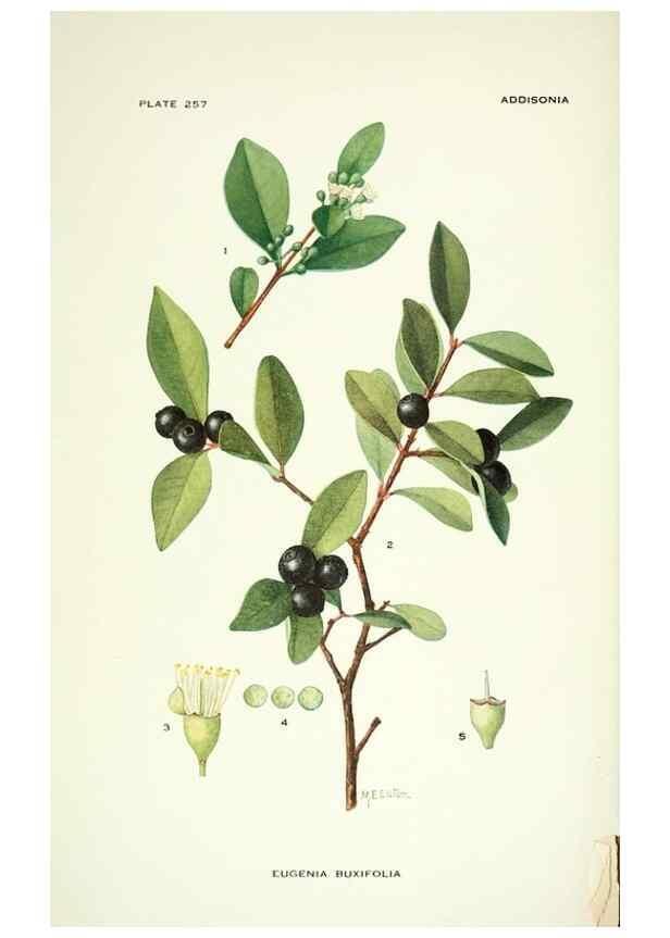 Reproducción/Reproduction 46194447584: Addisonia :. New York :New York Botanical Garden,1916-[1964].. 