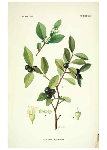 Reproducción/Reproduction 46194447584: Addisonia :. New York :New York Botanical Garden,1916-[1964].. 