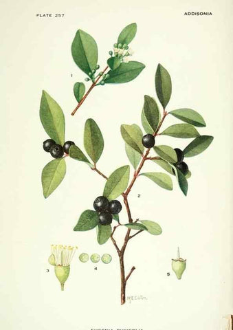 Reproducción/Reproduction 46194447584: Addisonia :. New York :New York Botanical Garden,1916-[1964].. 