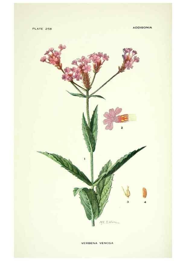 Reproducción/Reproduction 39954502593: Addisonia :. New York :New York Botanical Garden,1916-[1964].. 