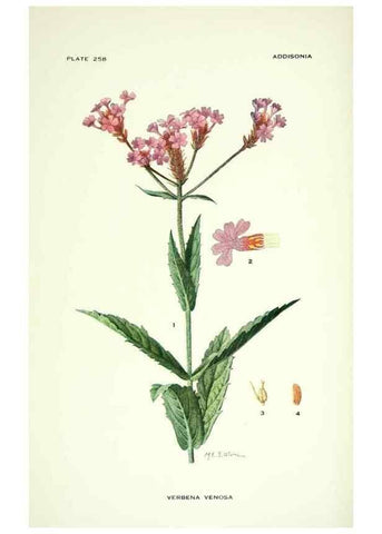 Reproducción/Reproduction 39954502593: Addisonia :. New York :New York Botanical Garden,1916-[1964].. 