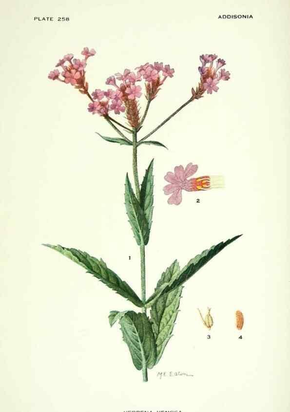 Reproducción/Reproduction 39954502593: Addisonia :. New York :New York Botanical Garden,1916-[1964].. 