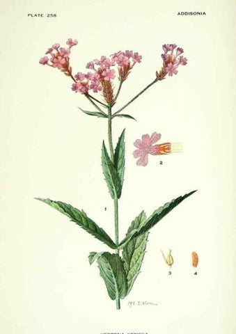 Reproducción/Reproduction 39954502593: Addisonia :. New York :New York Botanical Garden,1916-[1964].. 