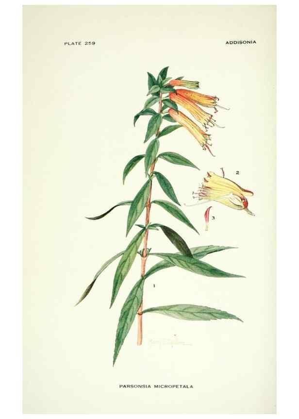 Reproducción/Reproduction 46004929315: Addisonia :. New York :New York Botanical Garden,1916-[1964].. 