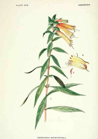 Reproducción/Reproduction 46004929315: Addisonia :. New York :New York Botanical Garden,1916-[1964].. 