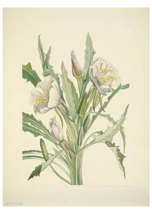 Reproducción/Reproduction 46867030002: North American wild flowers. Washington, D.C. :Smithsonian Institution,1925.. 