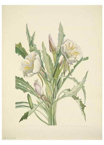 Reproducción/Reproduction 46867030002: North American wild flowers. Washington, D.C. :Smithsonian Institution,1925.. 