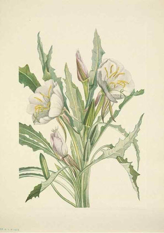 Reproducción/Reproduction 46867030002: North American wild flowers. Washington, D.C. :Smithsonian Institution,1925.. 