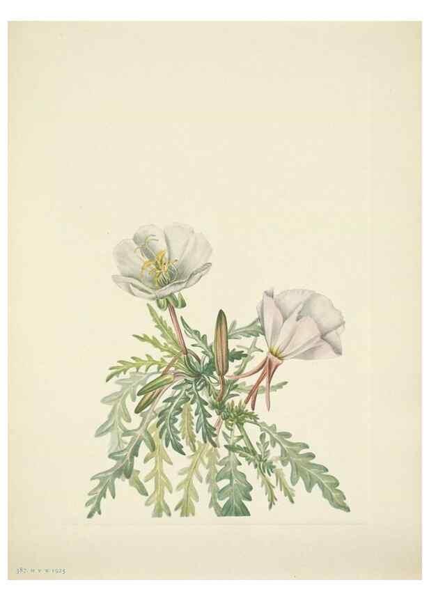 Reproducción/Reproduction 46867028902: North American wild flowers. Washington, D.C. :Smithsonian Institution,1925.. 