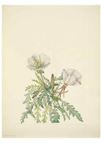 Reproducción/Reproduction 46867028902: North American wild flowers. Washington, D.C. :Smithsonian Institution,1925.. 