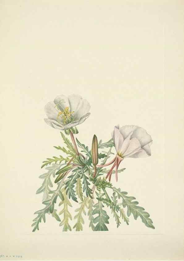 Reproducción/Reproduction 46867028902: North American wild flowers. Washington, D.C. :Smithsonian Institution,1925.. 