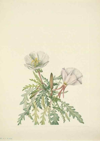 Reproducción/Reproduction 46867028902: North American wild flowers. Washington, D.C. :Smithsonian Institution,1925.. 