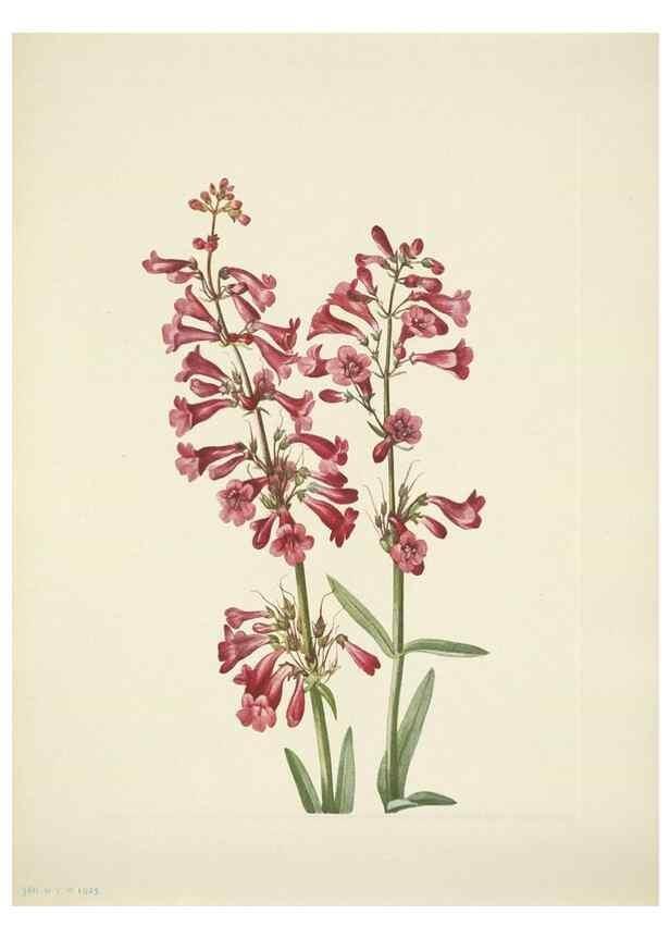 Reproducción/Reproduction 46004810415: North American wild flowers. Washington, D.C. :Smithsonian Institution,1925.. 