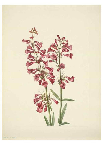 Reproducción/Reproduction 46004810415: North American wild flowers. Washington, D.C. :Smithsonian Institution,1925.. 