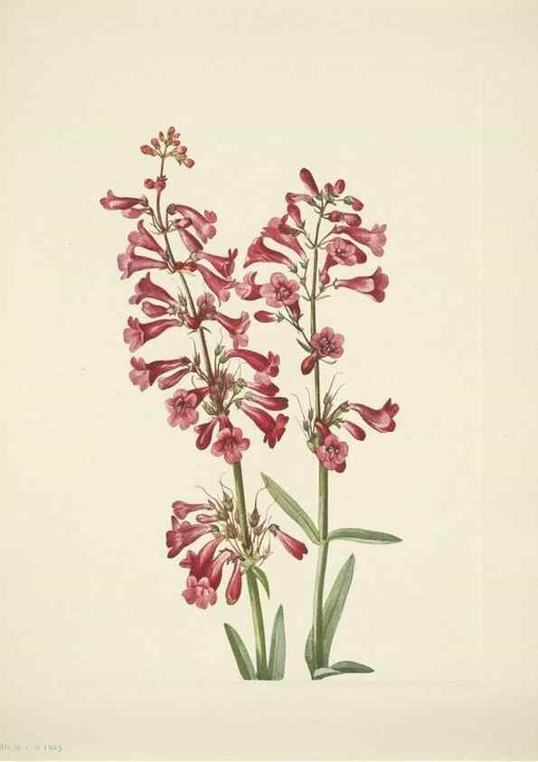 Reproducción/Reproduction 46004810415: North American wild flowers. Washington, D.C. :Smithsonian Institution,1925.. 