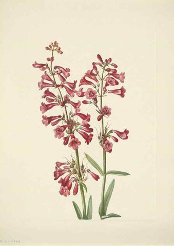 Reproducción/Reproduction 46004810415: North American wild flowers. Washington, D.C. :Smithsonian Institution,1925.. 
