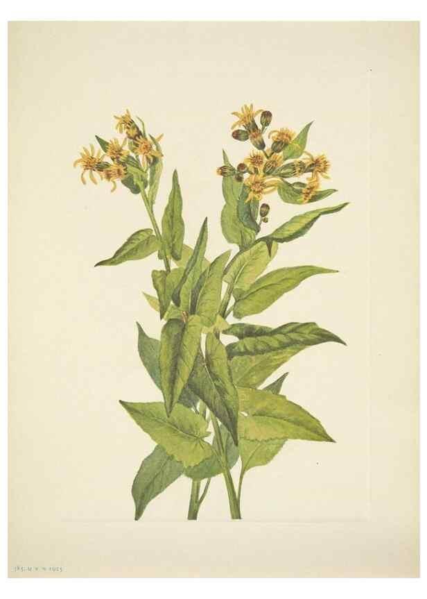 Reproducción/Reproduction 39954401603: North American wild flowers. Washington, D.C. :Smithsonian Institution,1925.. 