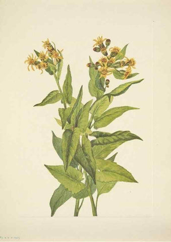 Reproducción/Reproduction 39954401603: North American wild flowers. Washington, D.C. :Smithsonian Institution,1925.. 