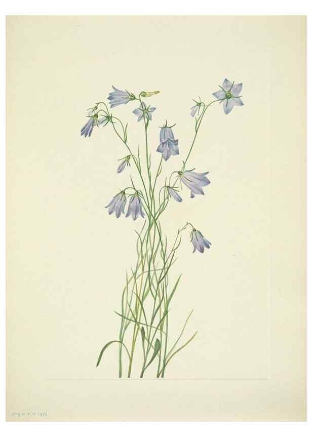 Reproducción/Reproduction 46194346574: North American wild flowers. Washington, D.C. :Smithsonian Institution,1925.. 