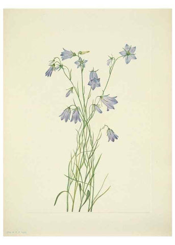Reproducción/Reproduction 46194346574: North American wild flowers. Washington, D.C. :Smithsonian Institution,1925.. 