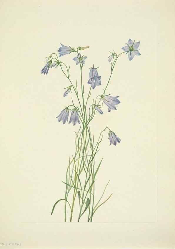 Reproducción/Reproduction 46194346574: North American wild flowers. Washington, D.C. :Smithsonian Institution,1925.. 