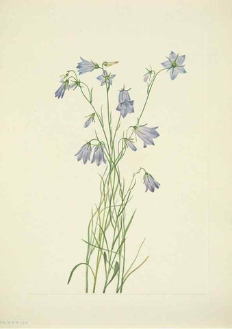 Reproducción/Reproduction 46194346574: North American wild flowers. Washington, D.C. :Smithsonian Institution,1925.. 