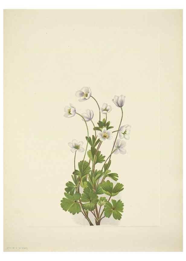 Reproducción/Reproduction 33043827588: North American wild flowers. Washington, D.C. :Smithsonian Institution,1925.. 