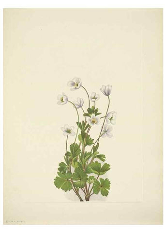 Reproducción/Reproduction 33043827588: North American wild flowers. Washington, D.C. :Smithsonian Institution,1925.. 