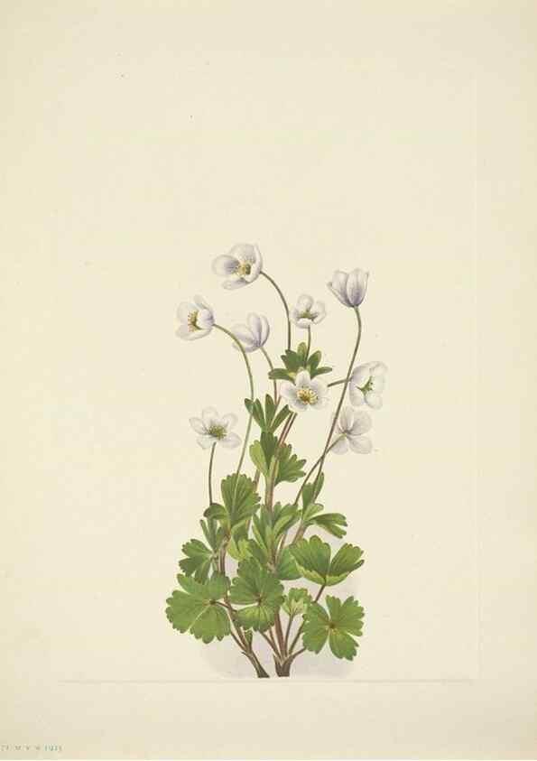 Reproducción/Reproduction 33043827588: North American wild flowers. Washington, D.C. :Smithsonian Institution,1925.. 