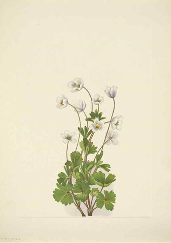 Reproducción/Reproduction 33043827588: North American wild flowers. Washington, D.C. :Smithsonian Institution,1925.. 