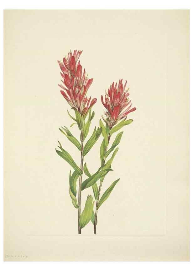 Reproducción/Reproduction 39954393363: North American wild flowers. Washington, D.C. :Smithsonian Institution,1925.. 