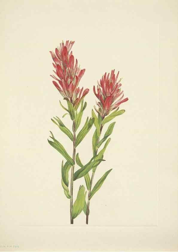 Reproducción/Reproduction 39954393363: North American wild flowers. Washington, D.C. :Smithsonian Institution,1925.. 