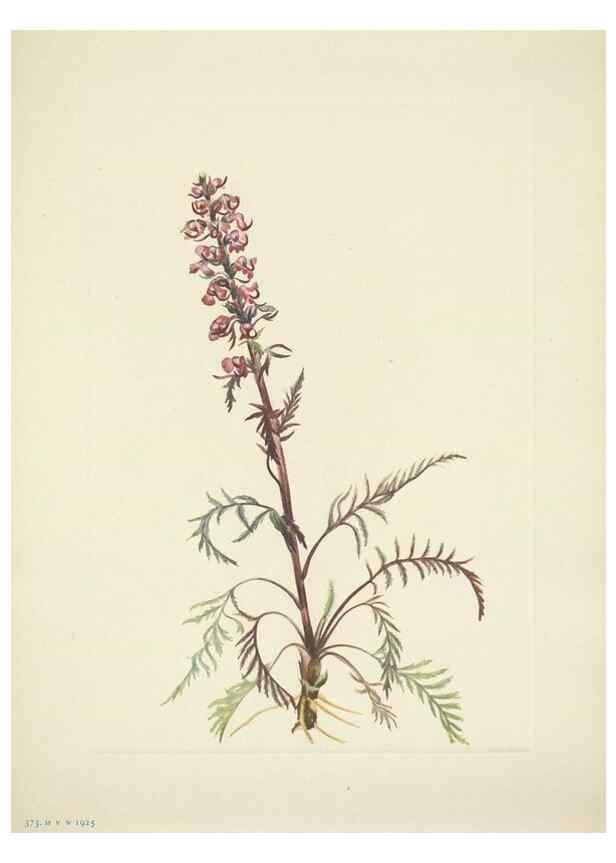 Reproducción/Reproduction 46004803175: North American wild flowers. Washington, D.C. :Smithsonian Institution,1925.. 