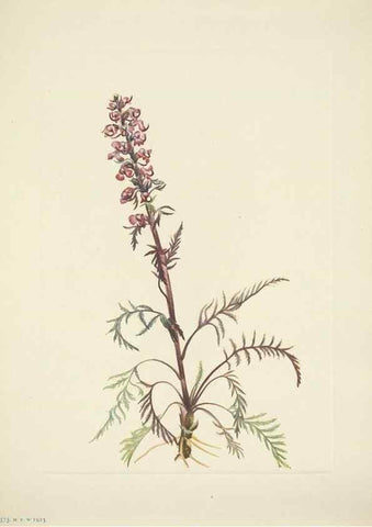 Reproducción/Reproduction 46004803175: North American wild flowers. Washington, D.C. :Smithsonian Institution,1925.. 