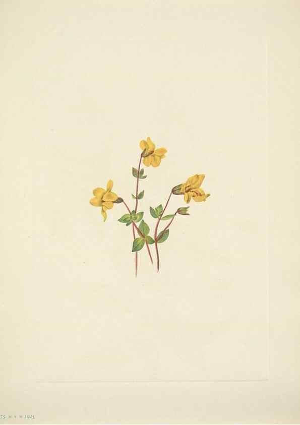 Reproducción/Reproduction 31978011707: North American wild flowers. Washington, D.C. :Smithsonian Institution,1925.. 