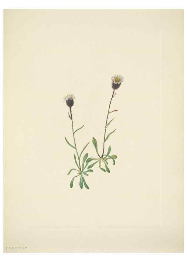 Reproducción/Reproduction 46867020782: North American wild flowers. Washington, D.C. :Smithsonian Institution,1925.. 