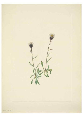 Reproducción/Reproduction 46867020782: North American wild flowers. Washington, D.C. :Smithsonian Institution,1925.. 