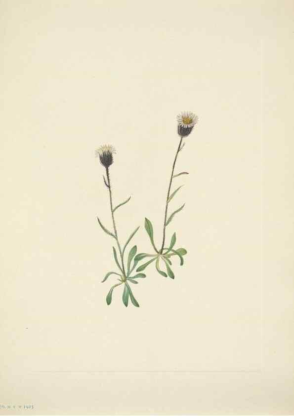 Reproducción/Reproduction 46867020782: North American wild flowers. Washington, D.C. :Smithsonian Institution,1925.. 
